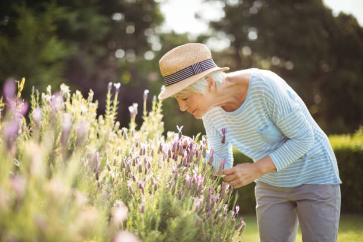 An elderly woman wearing a straw hat, gently smelling lavender flowers in a garden.